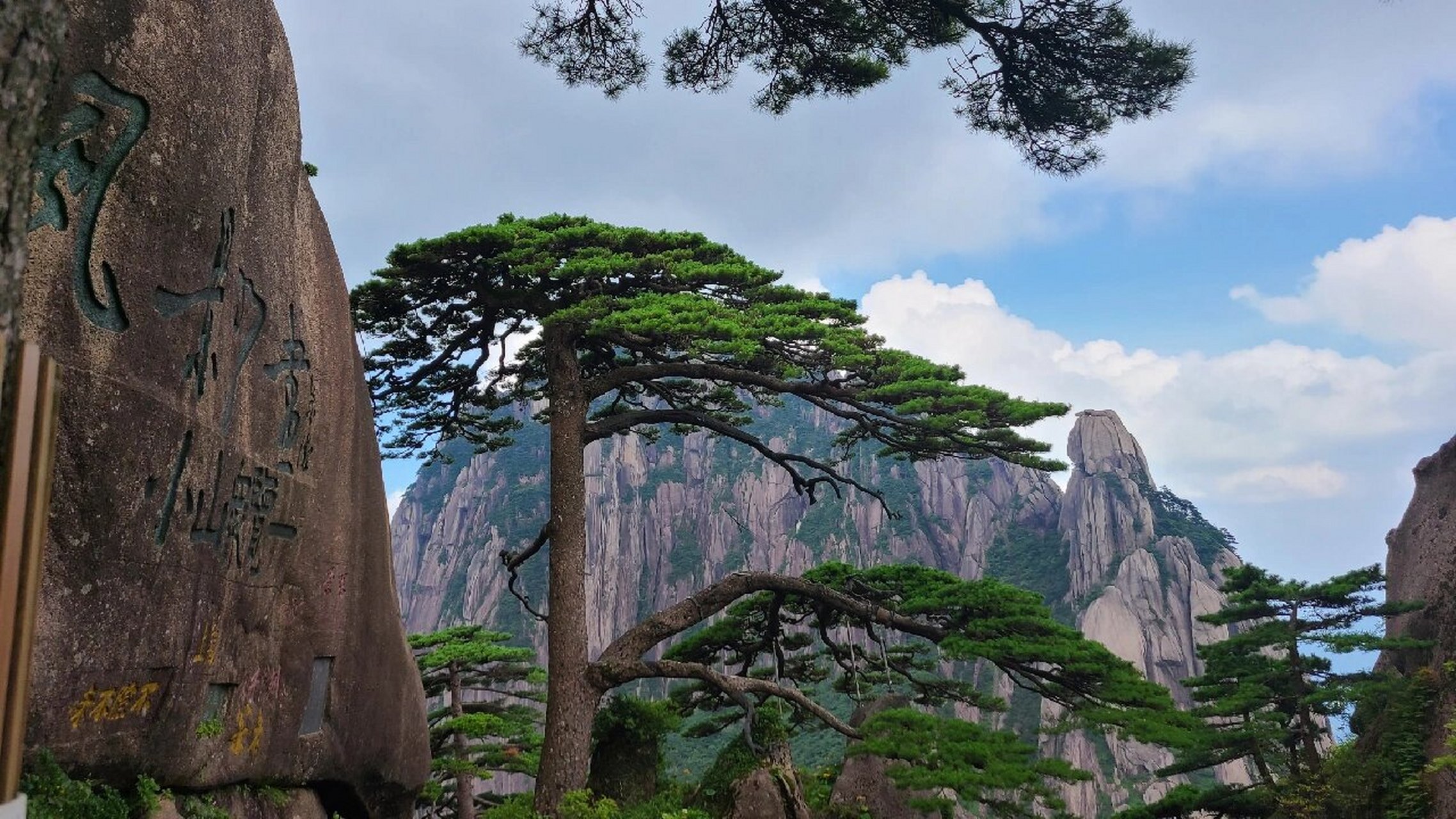 黄山风景迎客松本松 迎客松本松