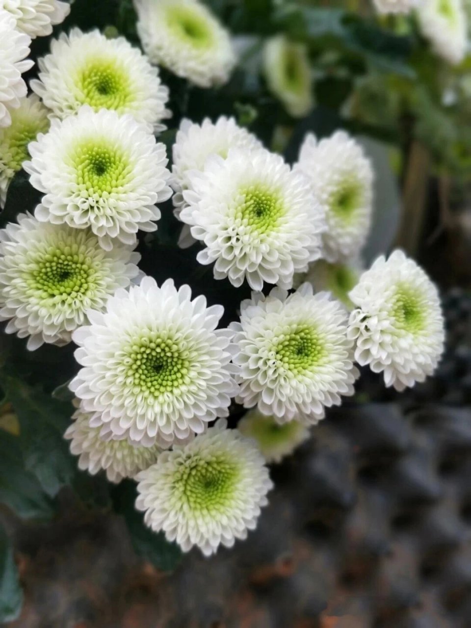 科隆香水小菊|花语:永远快乐 花心位置呈淡绿色,完全开放后花朵呈半球