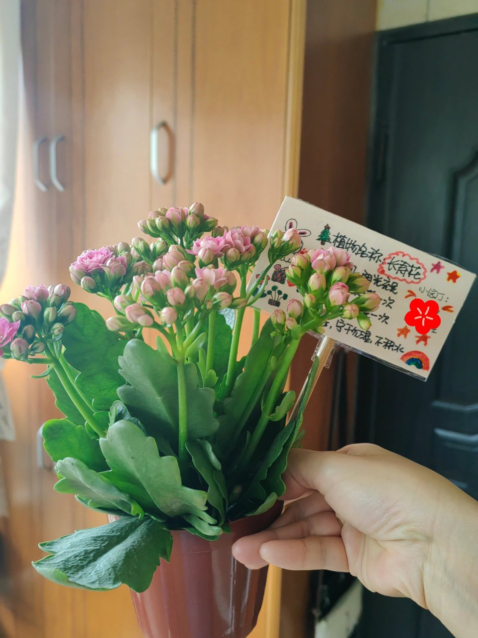 长寿花植物卡片三年级图片