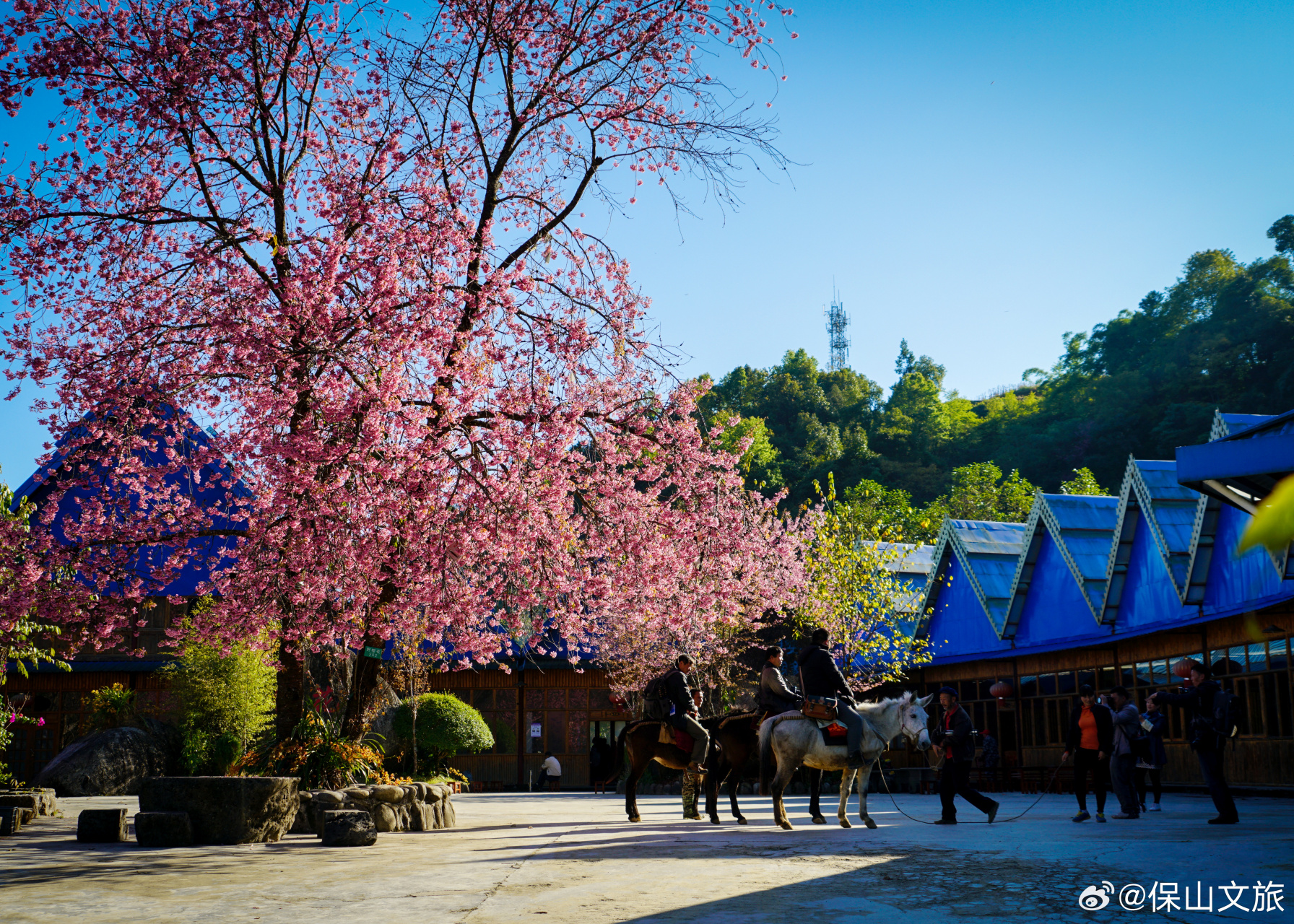 腾冲樱花谷坐落于高黎贡山西麓,龙川江西岸,属高黎贡山自然保护区范围