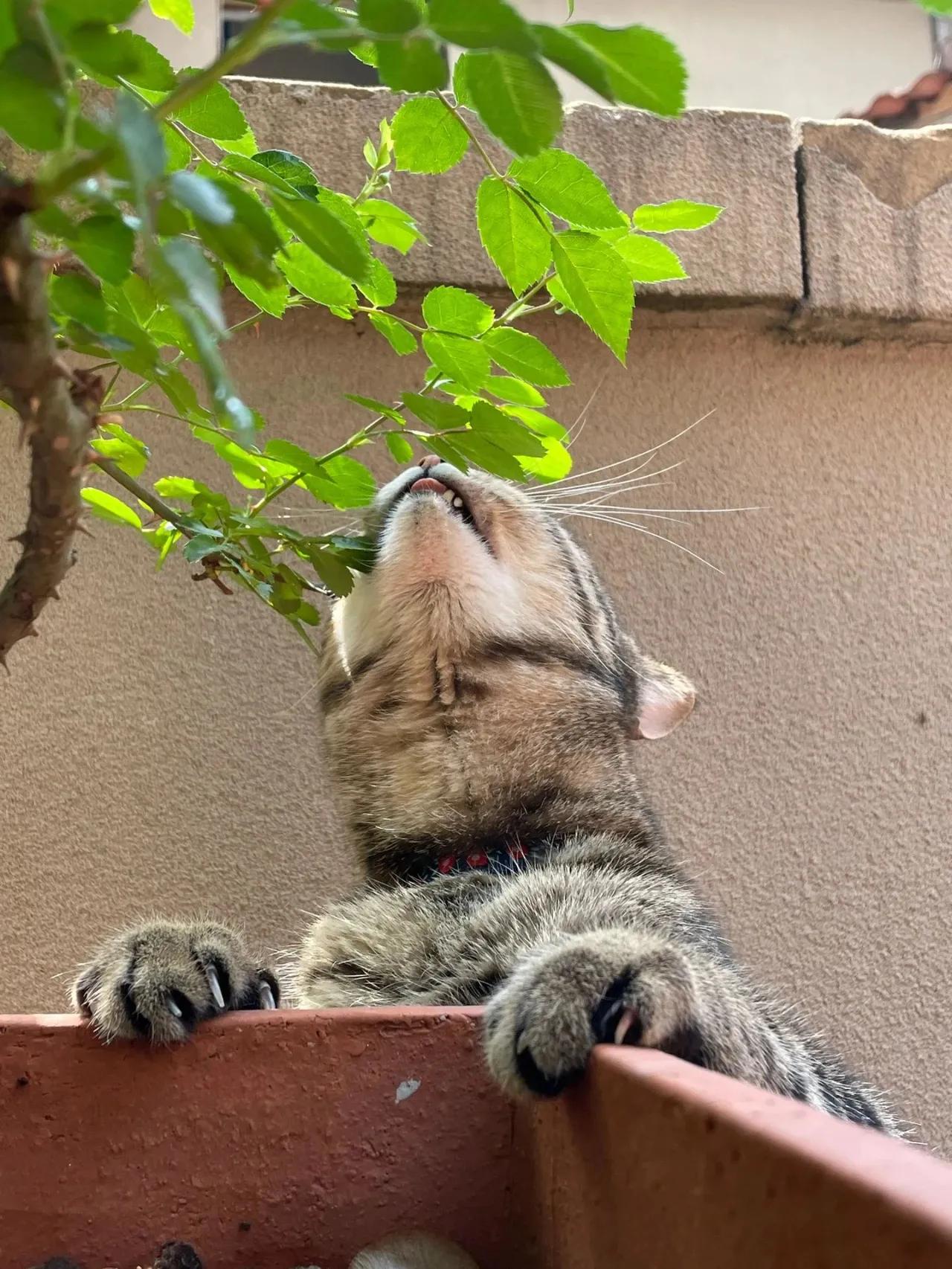 猫咪盯上了主人种的绿植嗷呜一口咬上去这就像要挨训的熊孩子一样