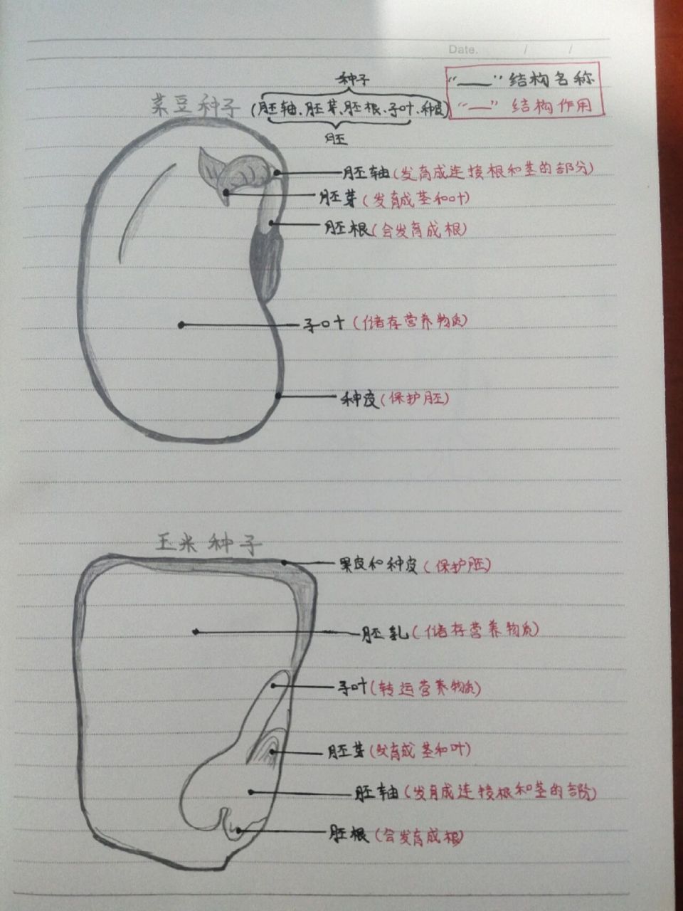 七上生物种子结构图和种子萌发过程97 希望能帮助到你们,哈哈哈 画