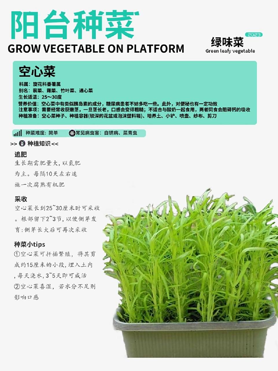 阳台种菜|空心菜种植攻略卡片!