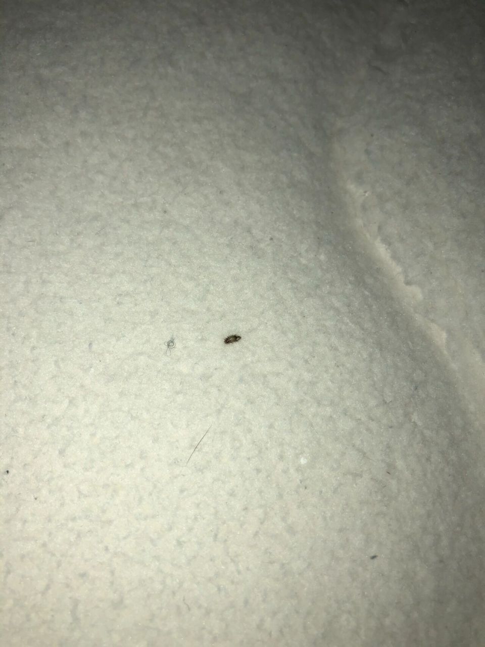 床上有这种小虫子 床单下面有这种小虫子,请问大家知道是啥吗,太吓人