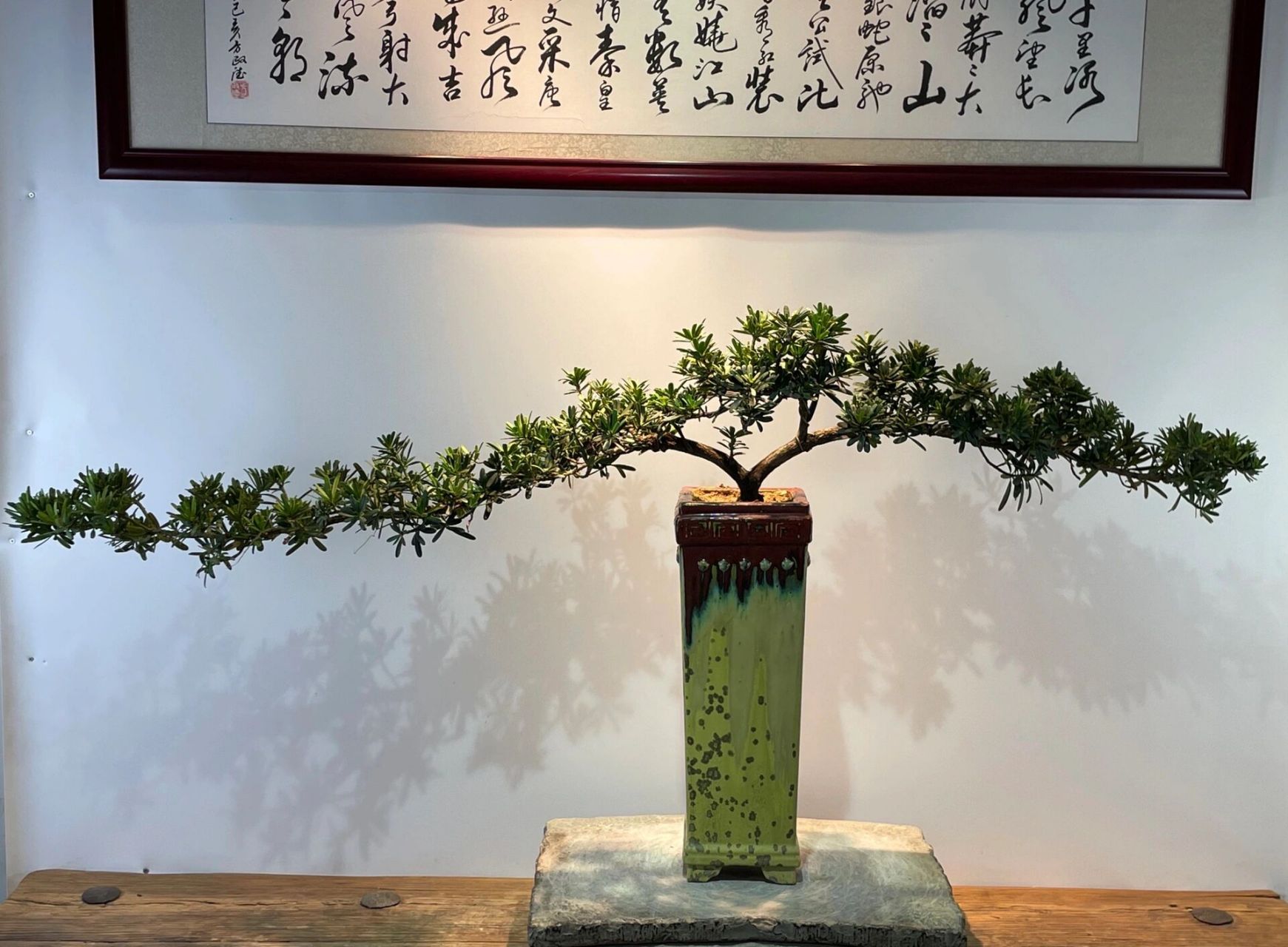 原生金钻罗汉松