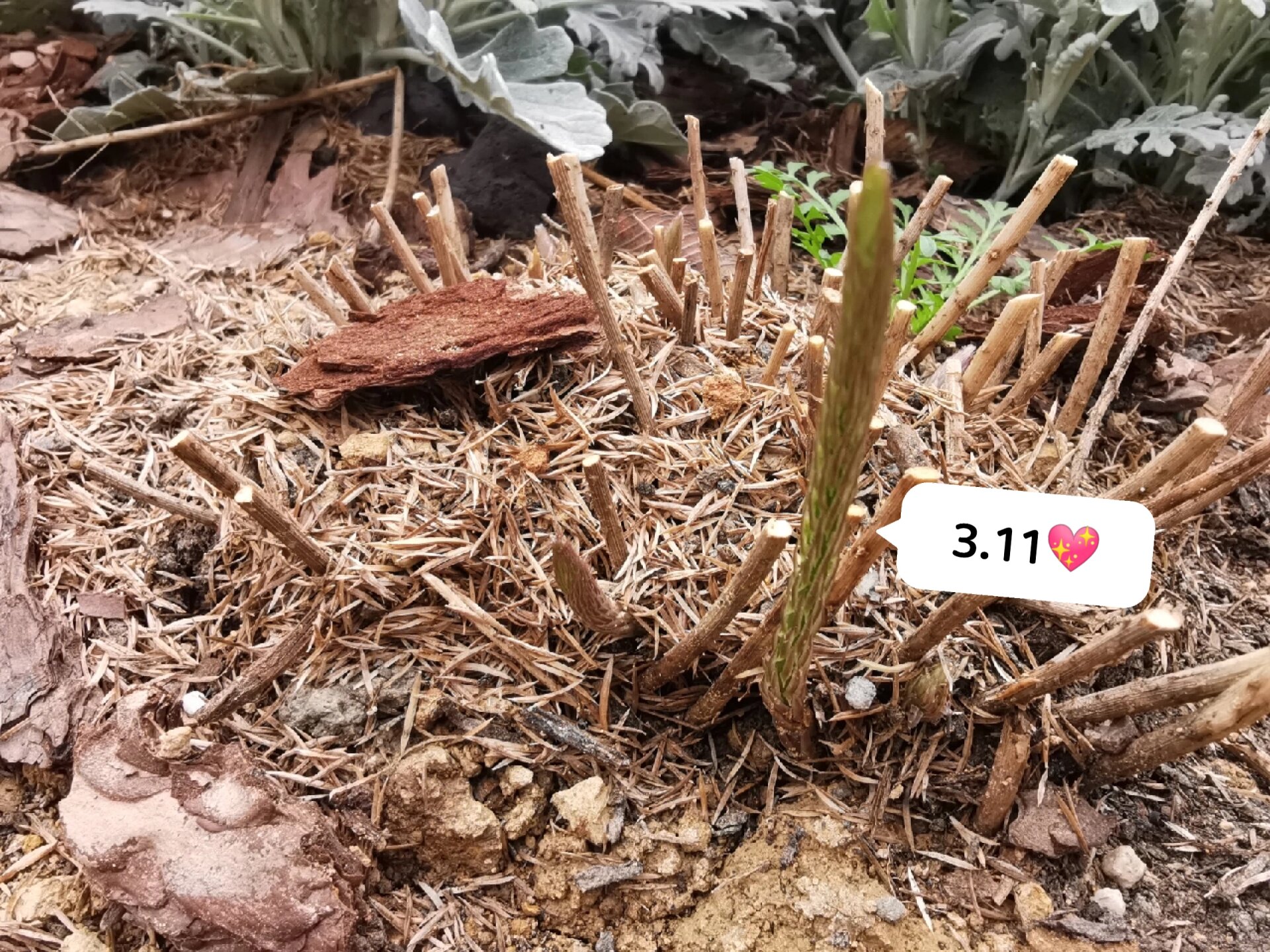 狐尾天门冬涅槃重生啦 冬天全挂了 春天气温回暖了 刚去观察下 发现根