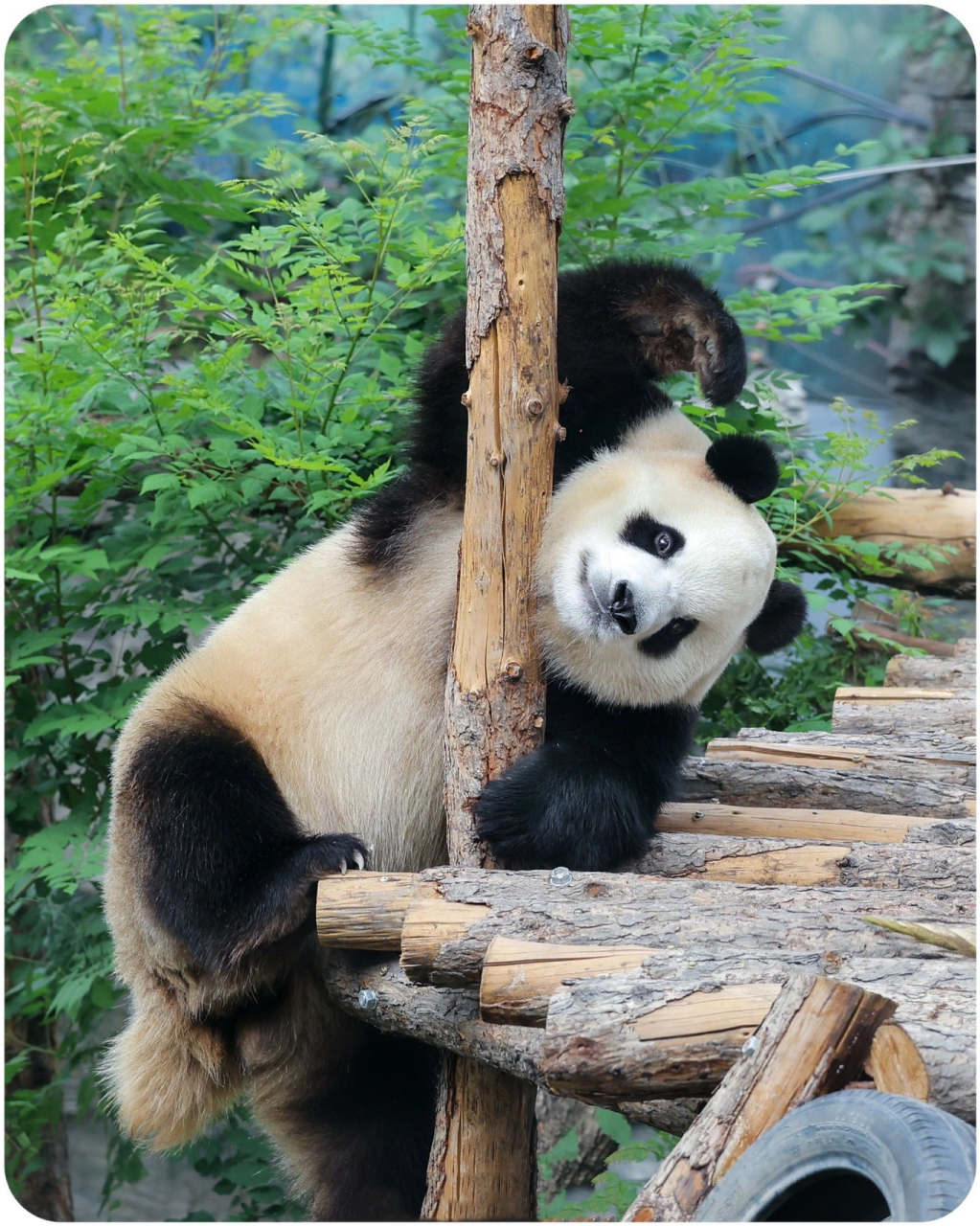 大熊猫胖大海 | 可爱到说不出话05 源:91603大姆猴 感谢前方熊仔队