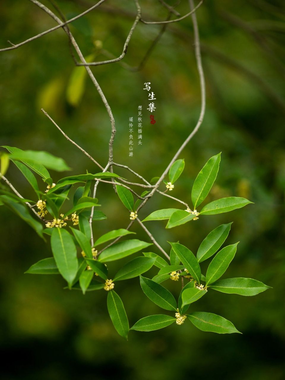 loureiro) 别名:桂花,木樨,岩桂,九里香.