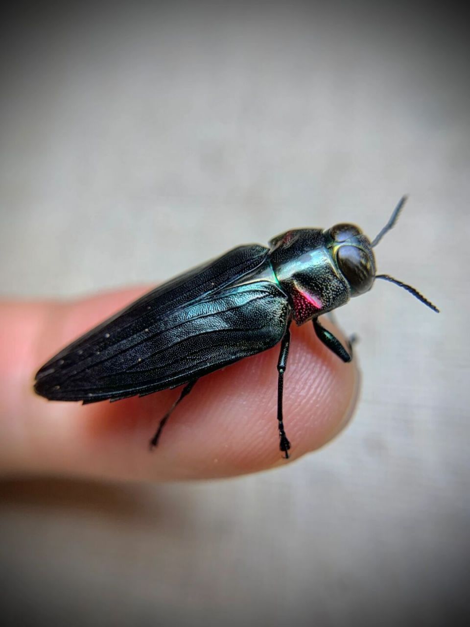 炮弹飞船～ 咬人超疼的小吉丁,一口破皮[黑线]不过颜色还是蛮不错的