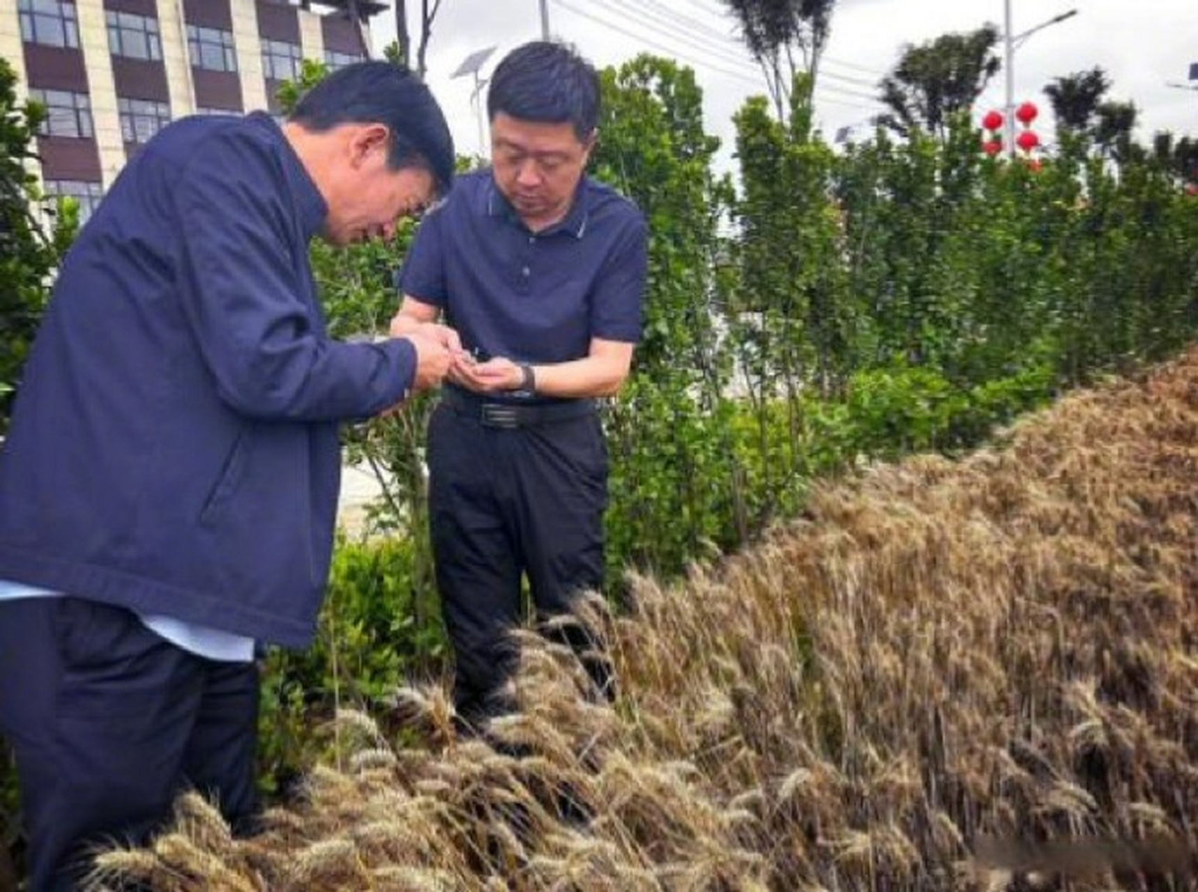 直击河南夏粮抢收一线# 【聚焦三夏|南阳市官庄工区:聚焦"三夏"生产