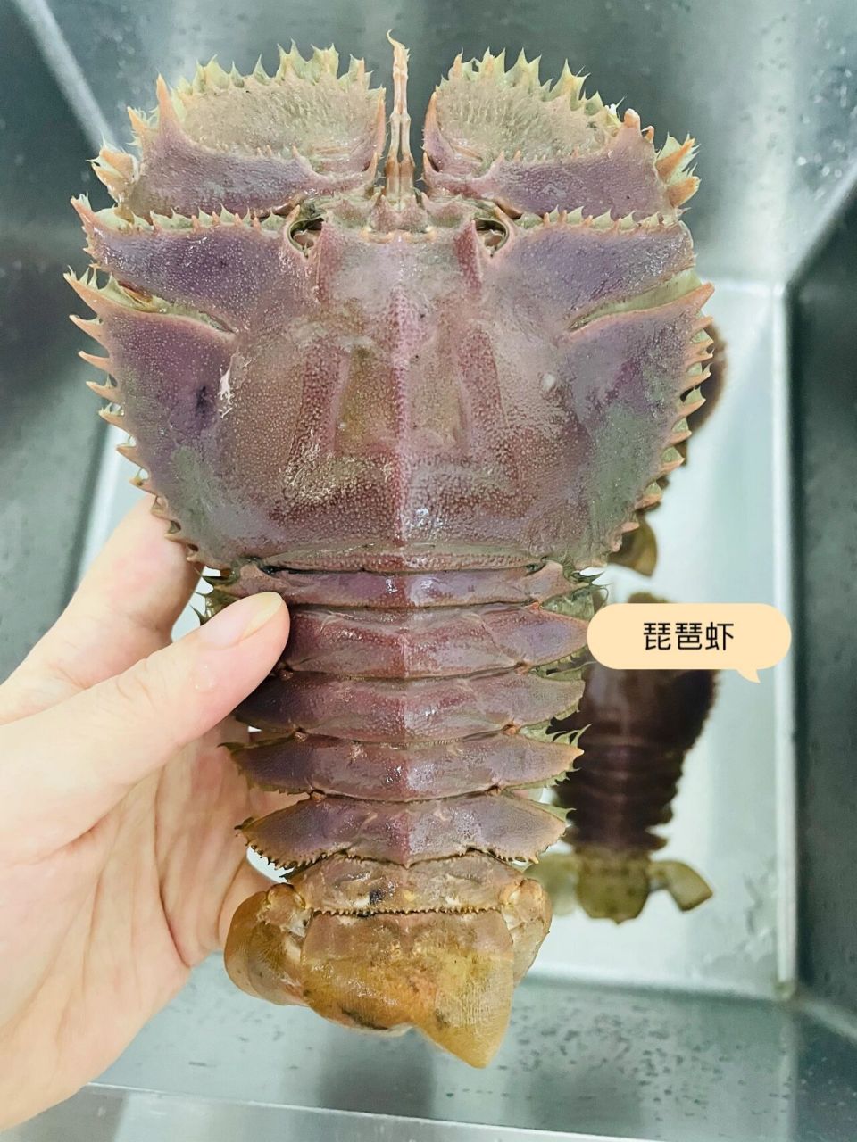 琵琶虾|怪兽美食 第一次看到这个虾有点吓人,感觉像怪物.