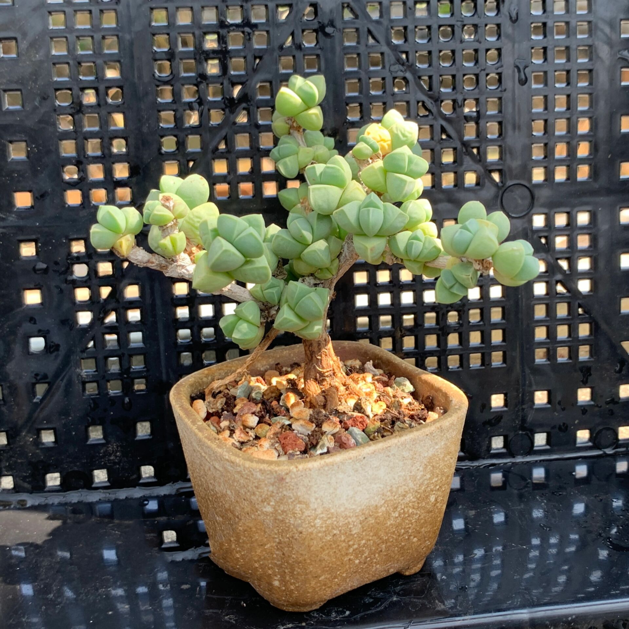 00夏日清凉款多肉|鹿角海棠盆景造型桩       	 新手易养活,老玩家