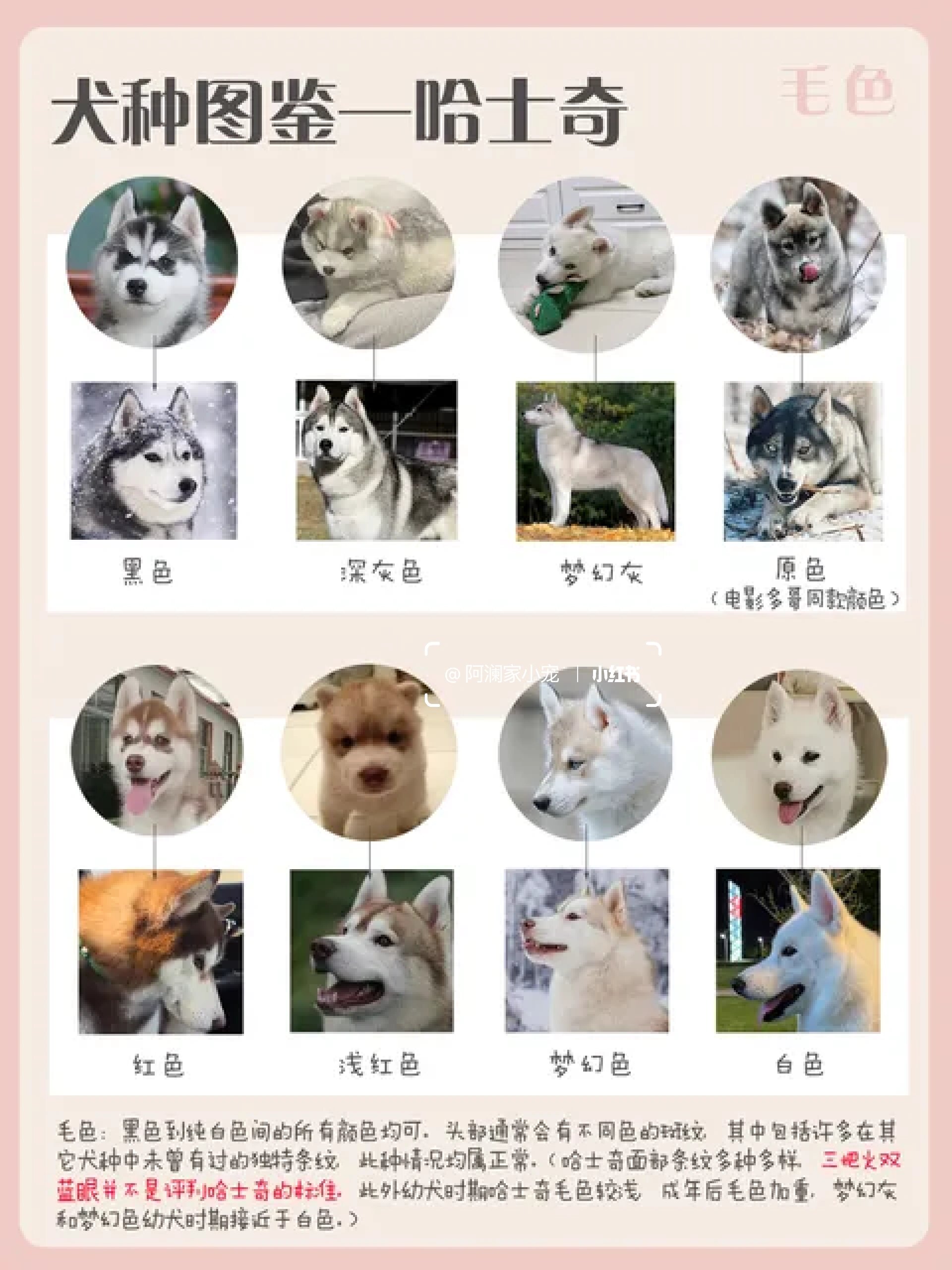 哈士奇毛色大全