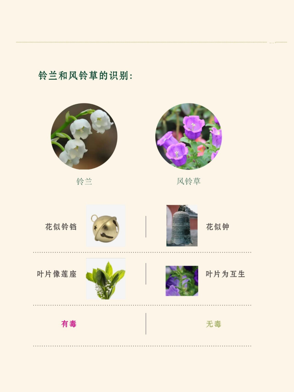 铃兰各种颜色的花语图片