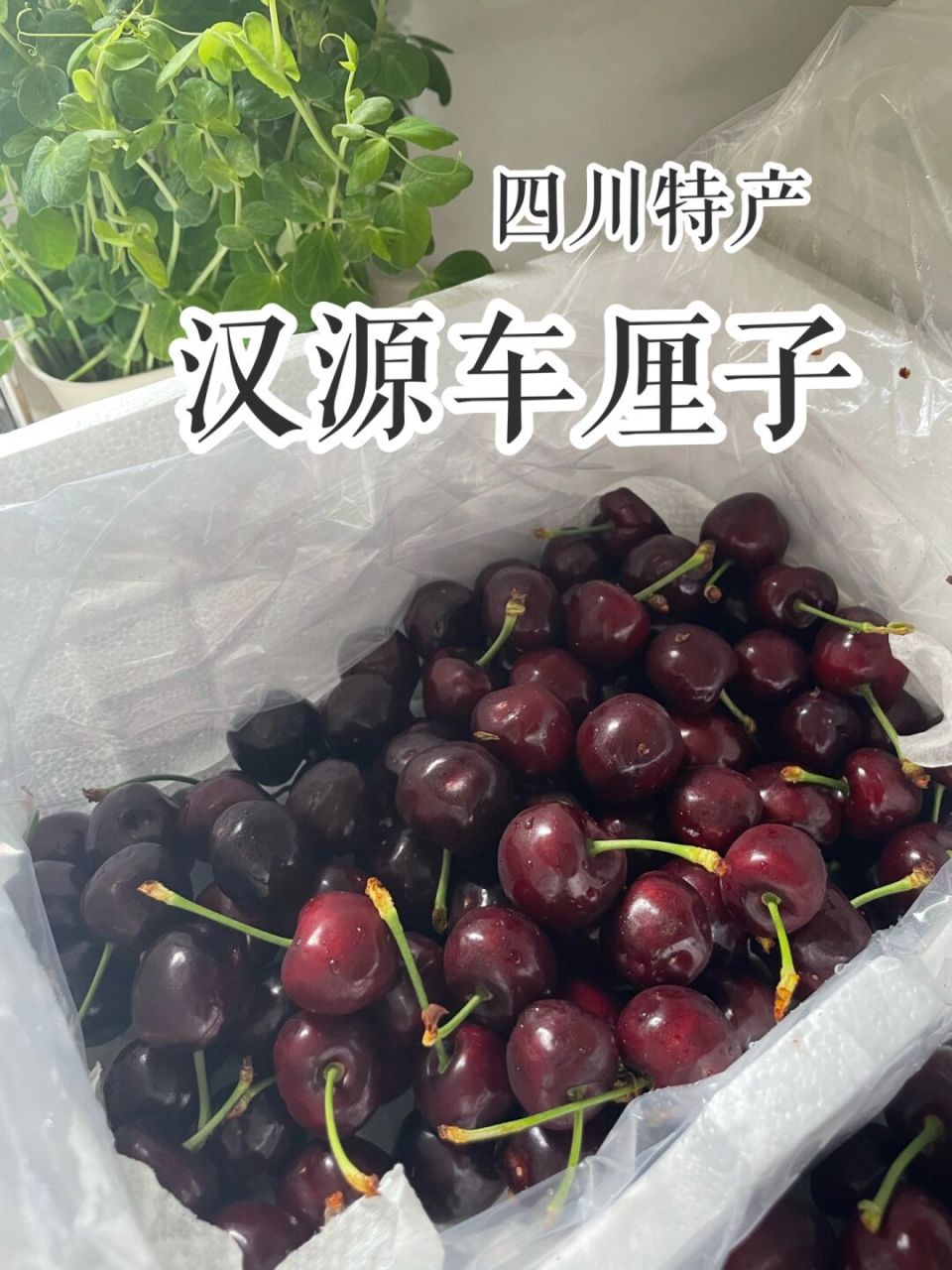 四川特产上新|汉源车厘子 软,多汁,果味浓郁 我家每年都买的汉源
