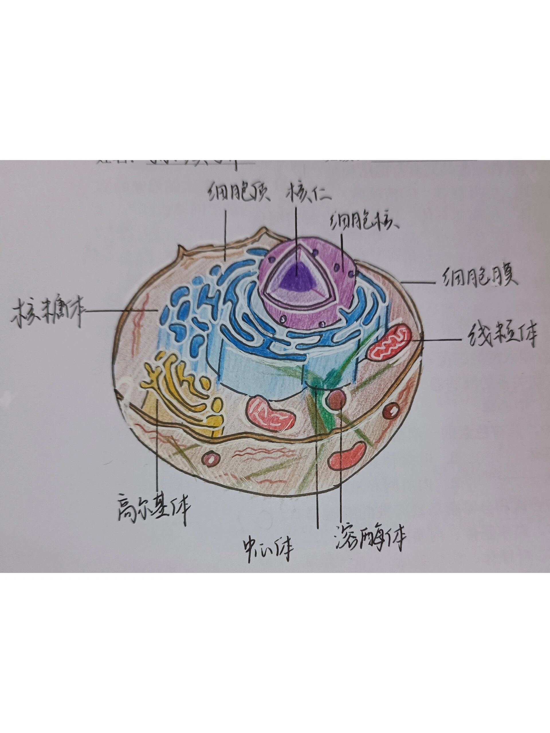 动物细胞图手绘