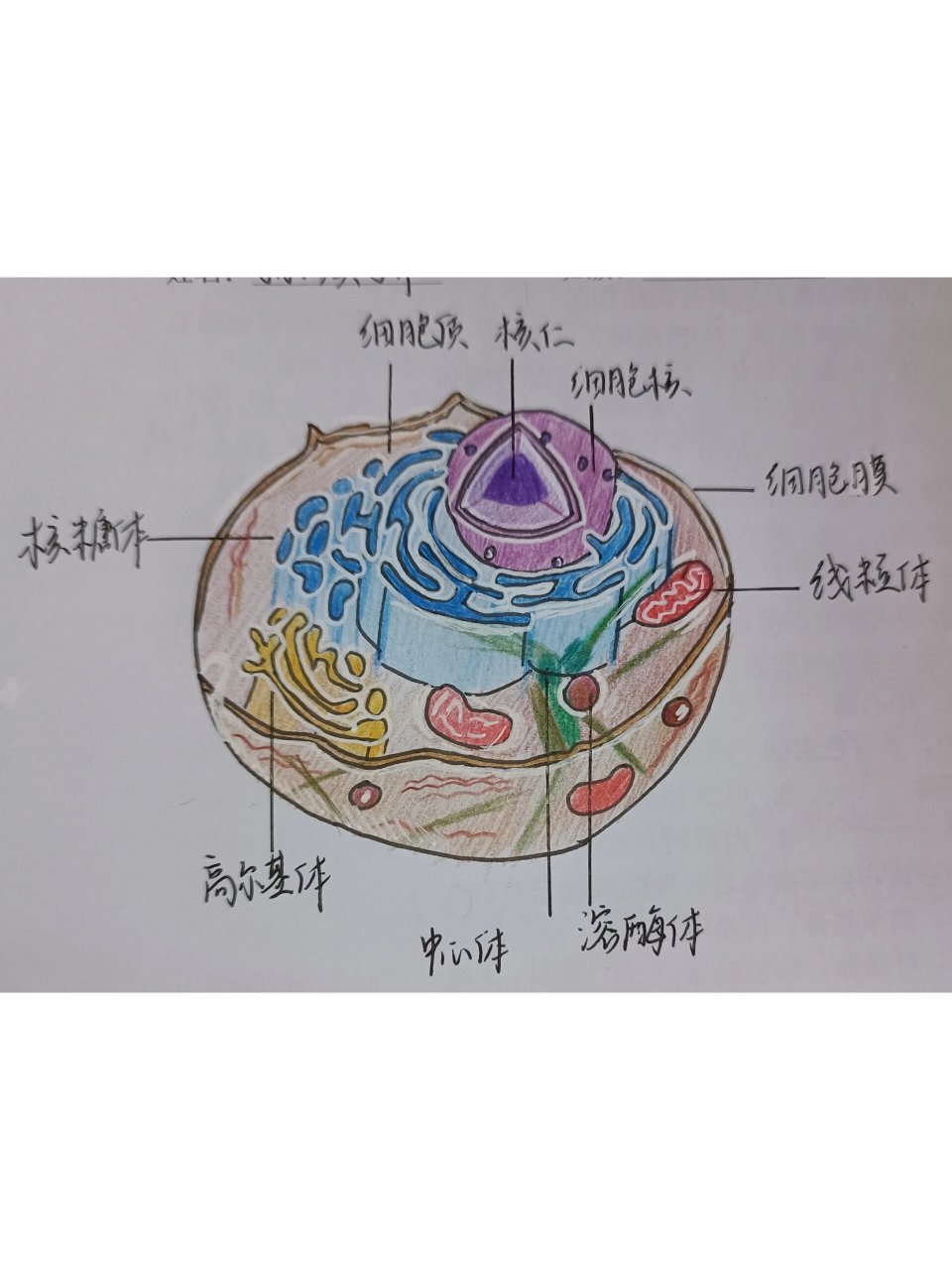 动物细胞图片手绘图图片