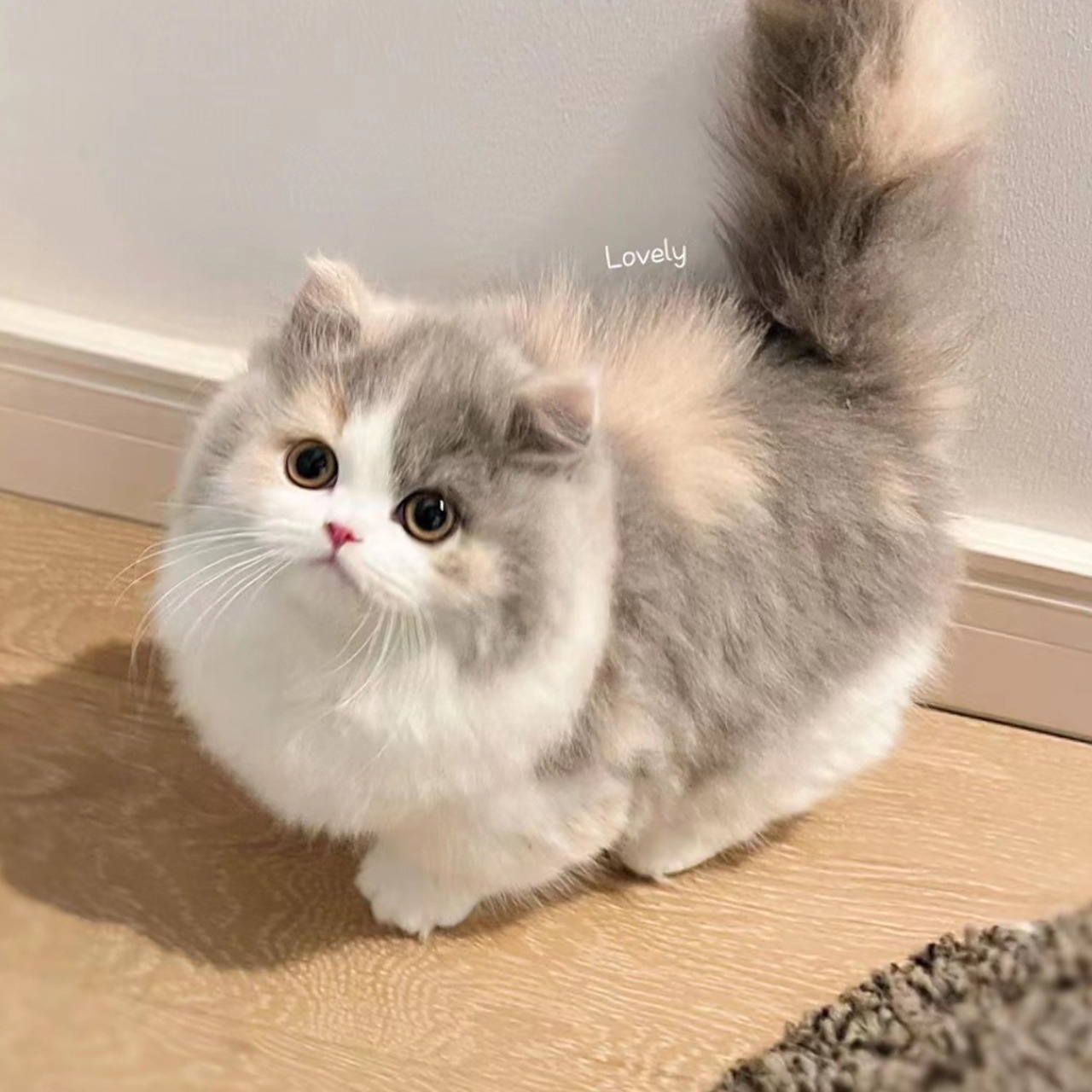 三花米努特矮脚猫 她好像知道自己很漂亮 腿腿好短 我太爱了!