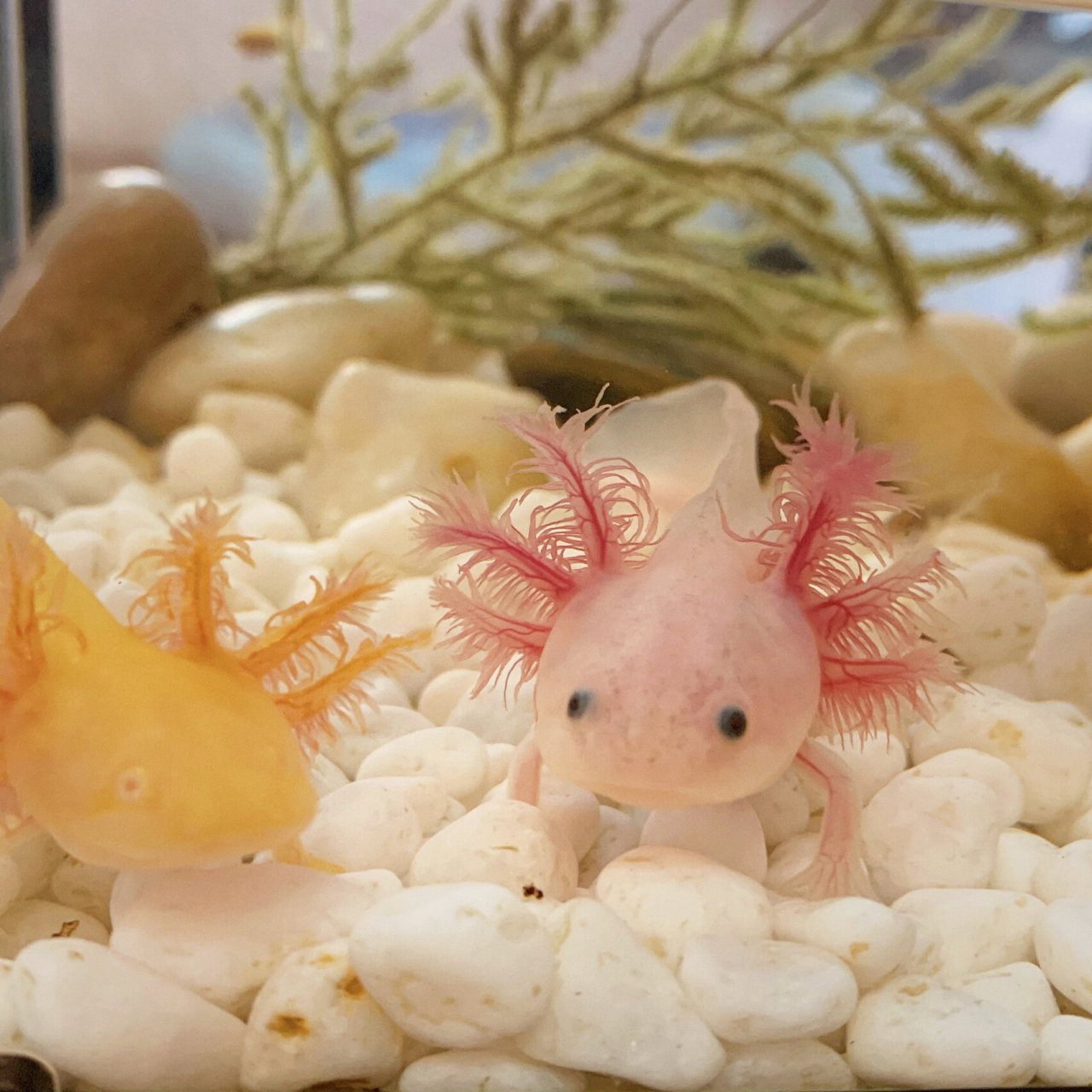 六角恐龙鱼 越来越可爱啦,六六