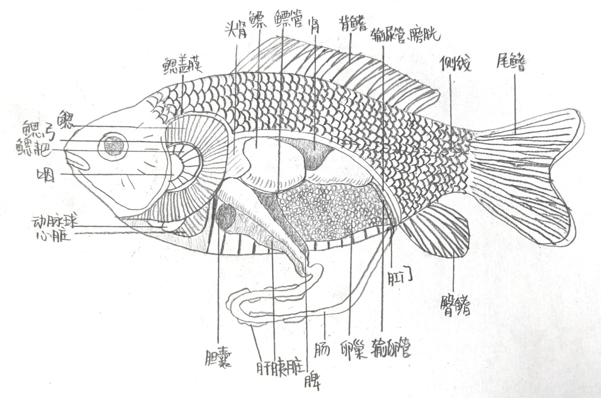 鲫鱼的解剖图图片