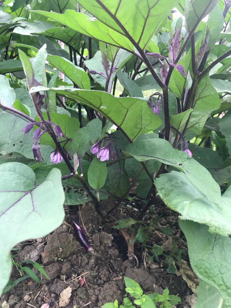 历时三个多月才开花结果的茄子🍆 大神们,你们种的🍆多久开花结果