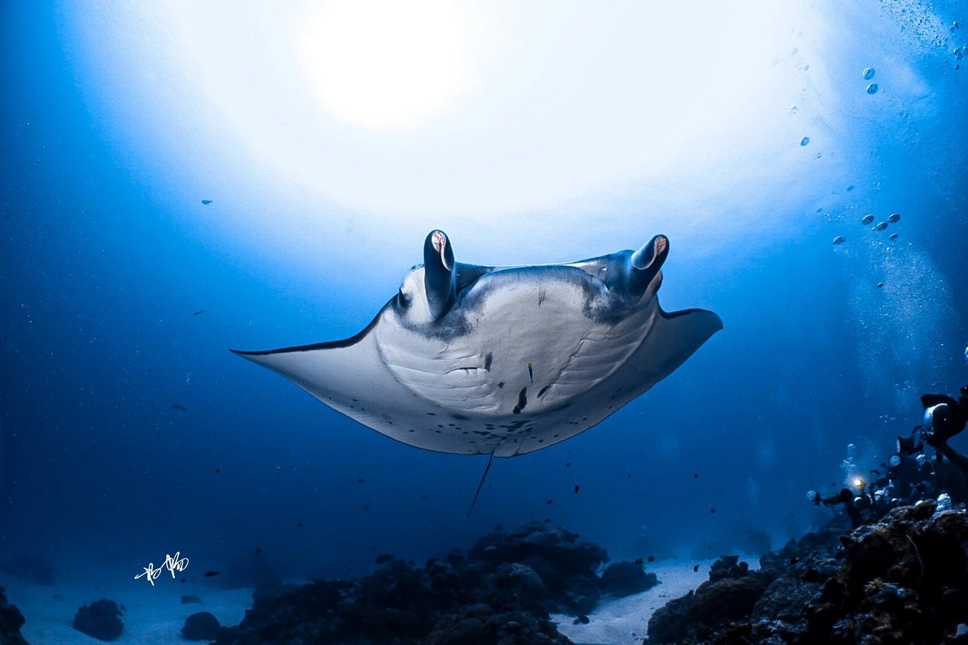 manta为什么被称作"魔鬼鱼" 蝠鲼的英文名是"manta",源于西班牙语