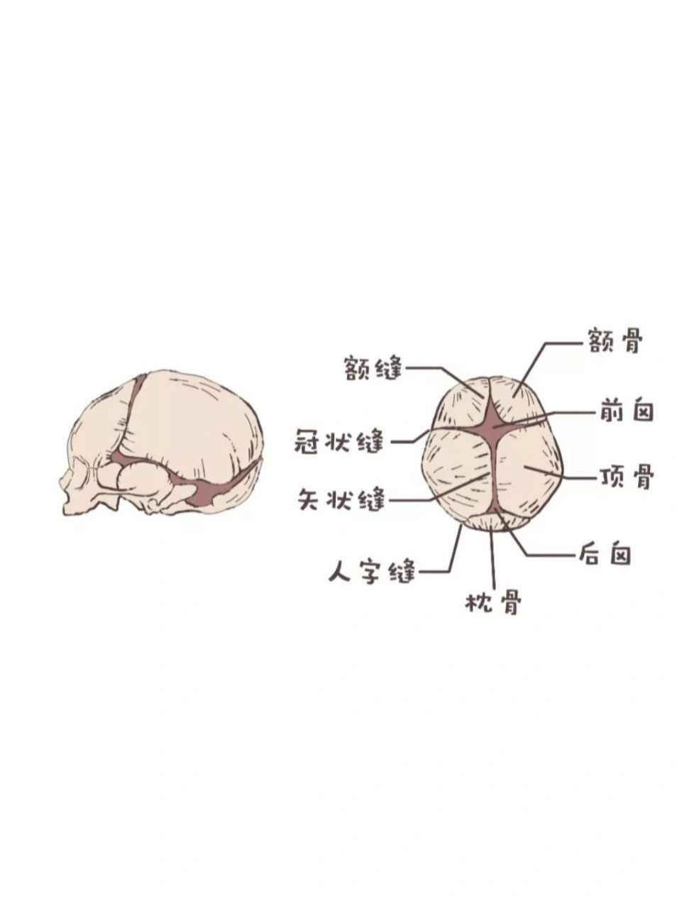 婴儿头盖骨图片