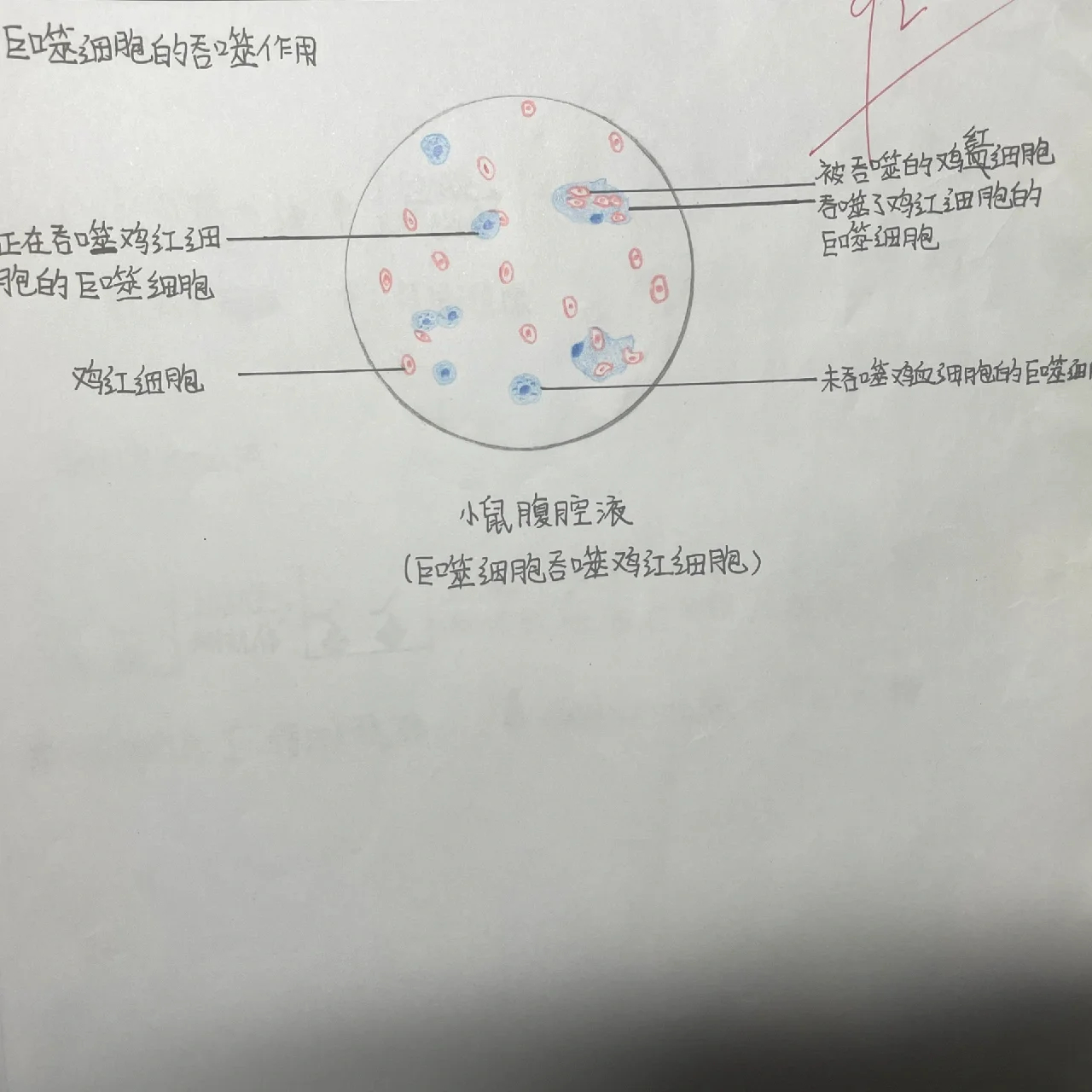 鸡红细胞怎么画图片