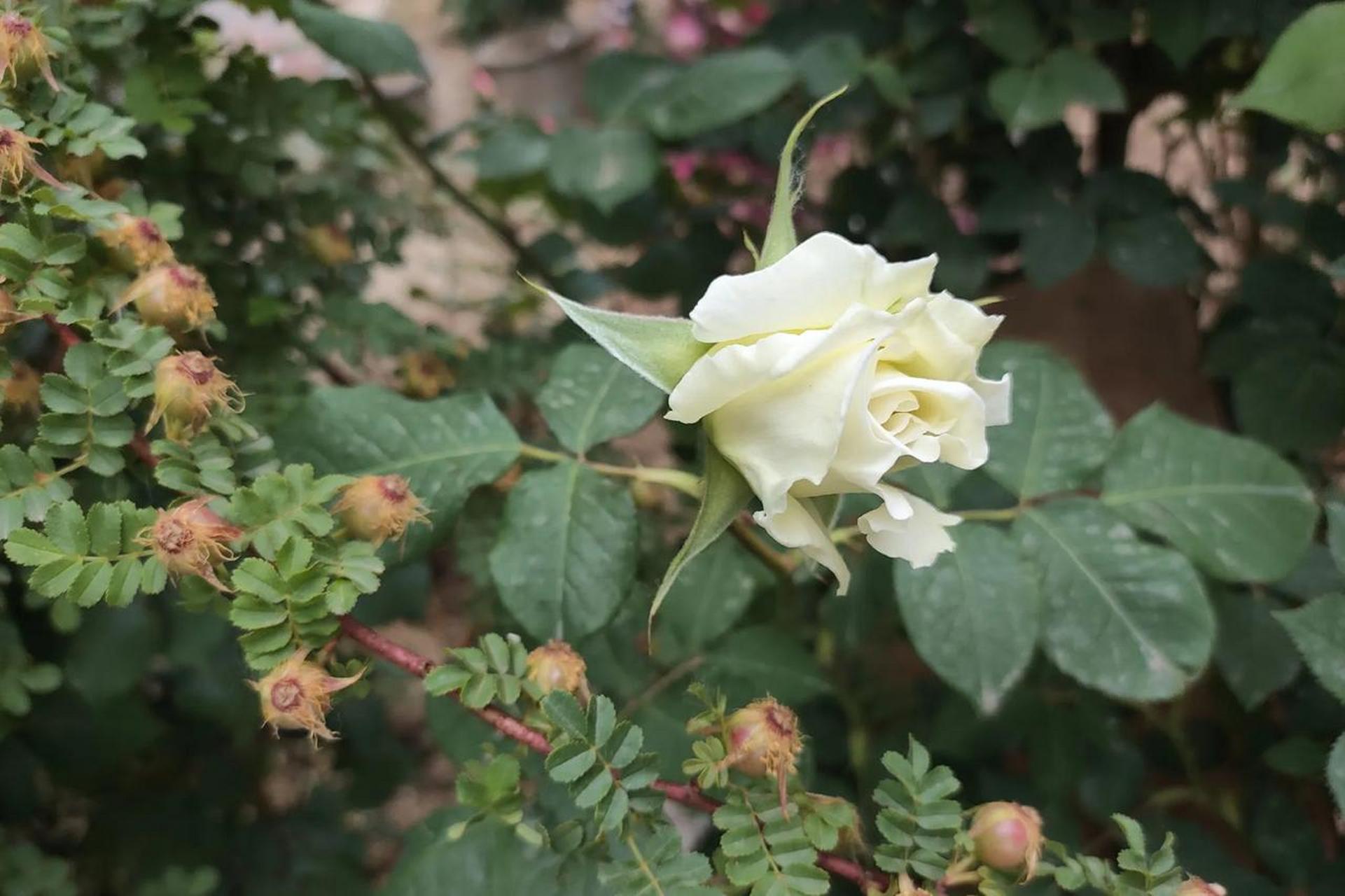夏风夏月夏花艳,夏树夏江夏雨甜,夏思夏情夏挂念,愿你夏日乐翻天!