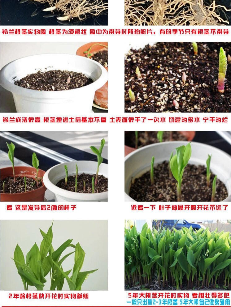 铃兰种植示意图