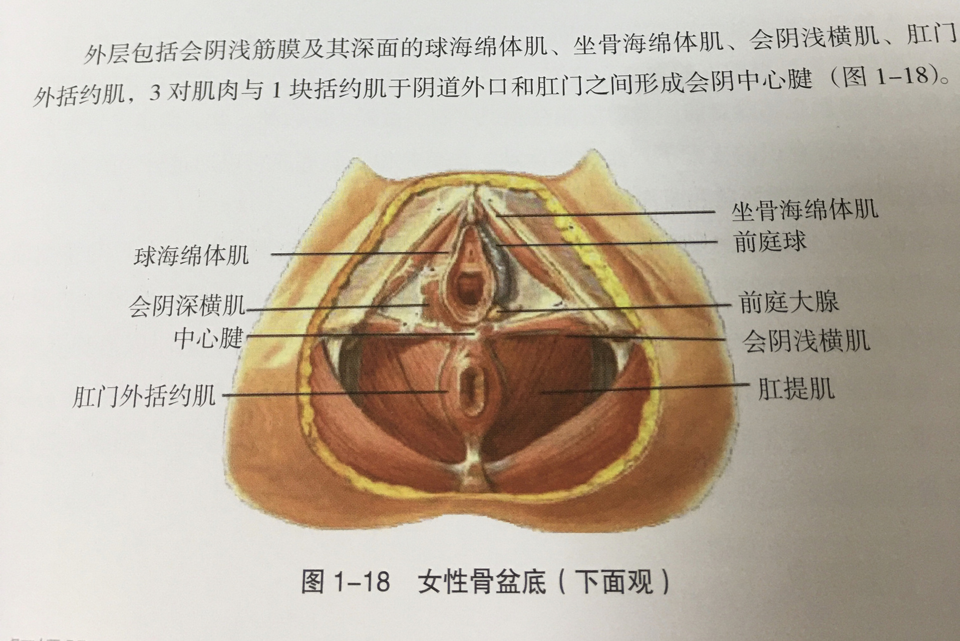 子宫附件盆腔图片