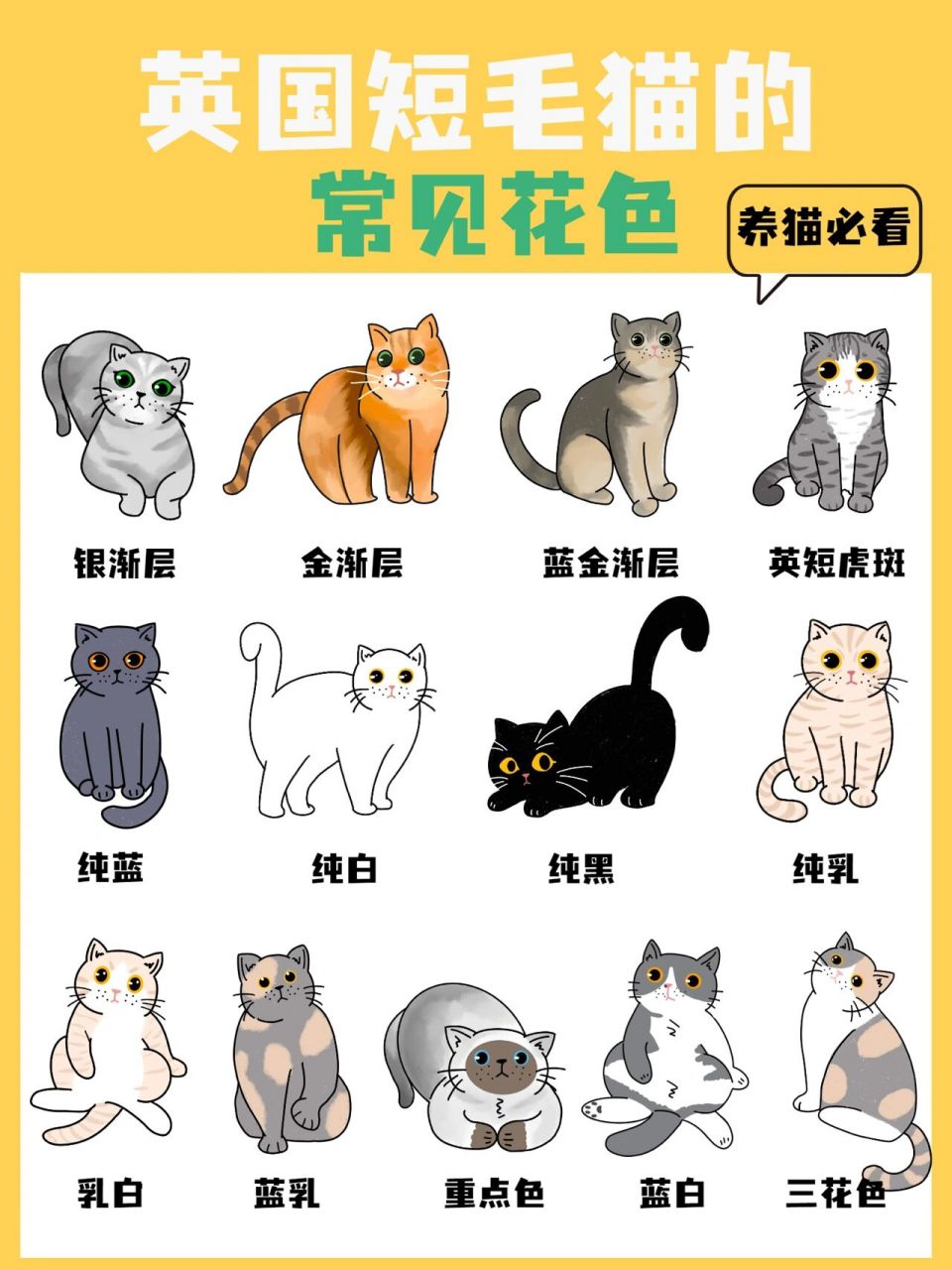 英国短毛猫常见花色(插画版) 英国短毛猫到底有几种花色呢?