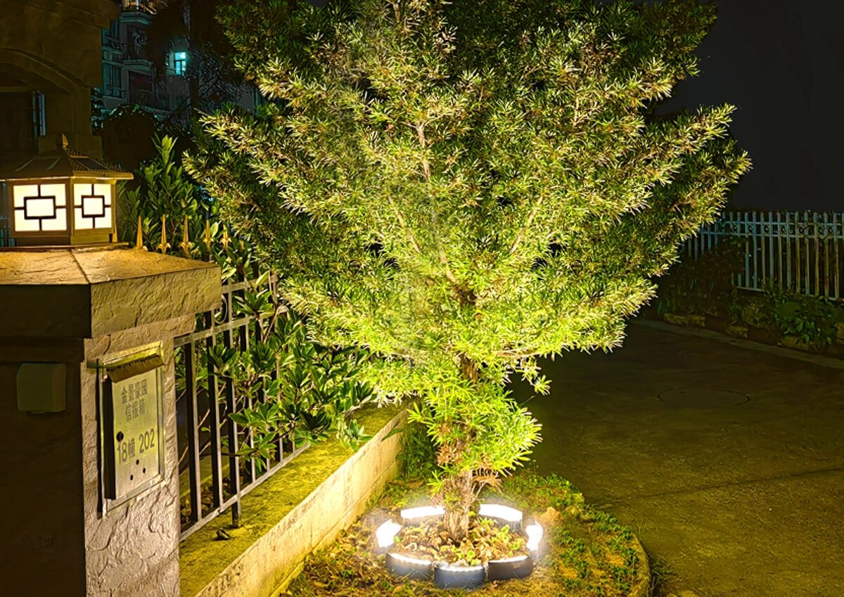 树上的绚丽灯光,夜晚的地标照树灯