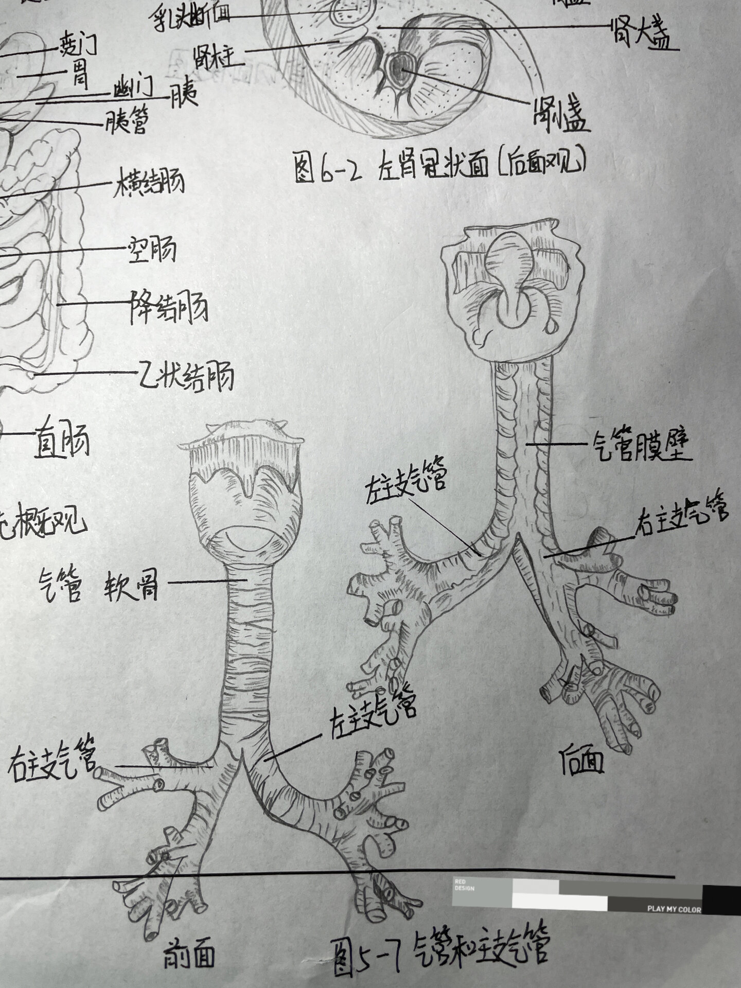 环形通气管怎么画图片