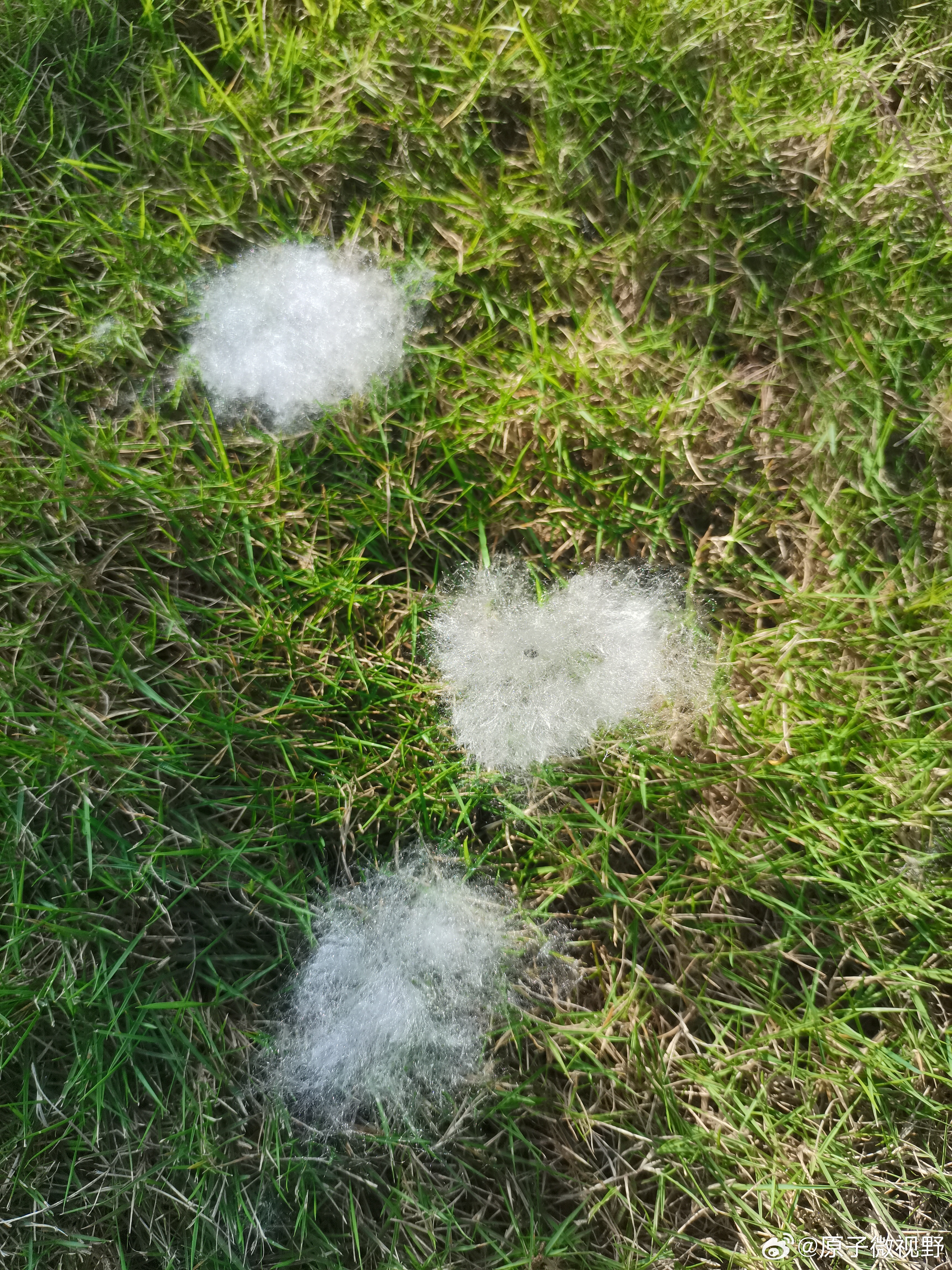 这两天突然感觉手臂脖子特别痒,可能是这两天广州天气晴好,木棉花絮飘