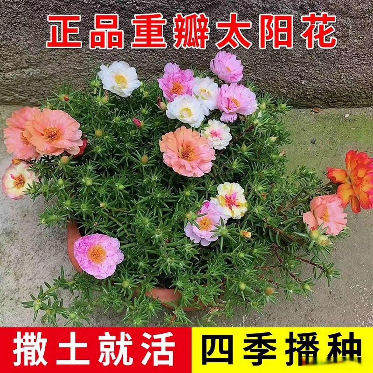 901.8   重瓣太阳花种子  99( cz1791 lnmadmuax03