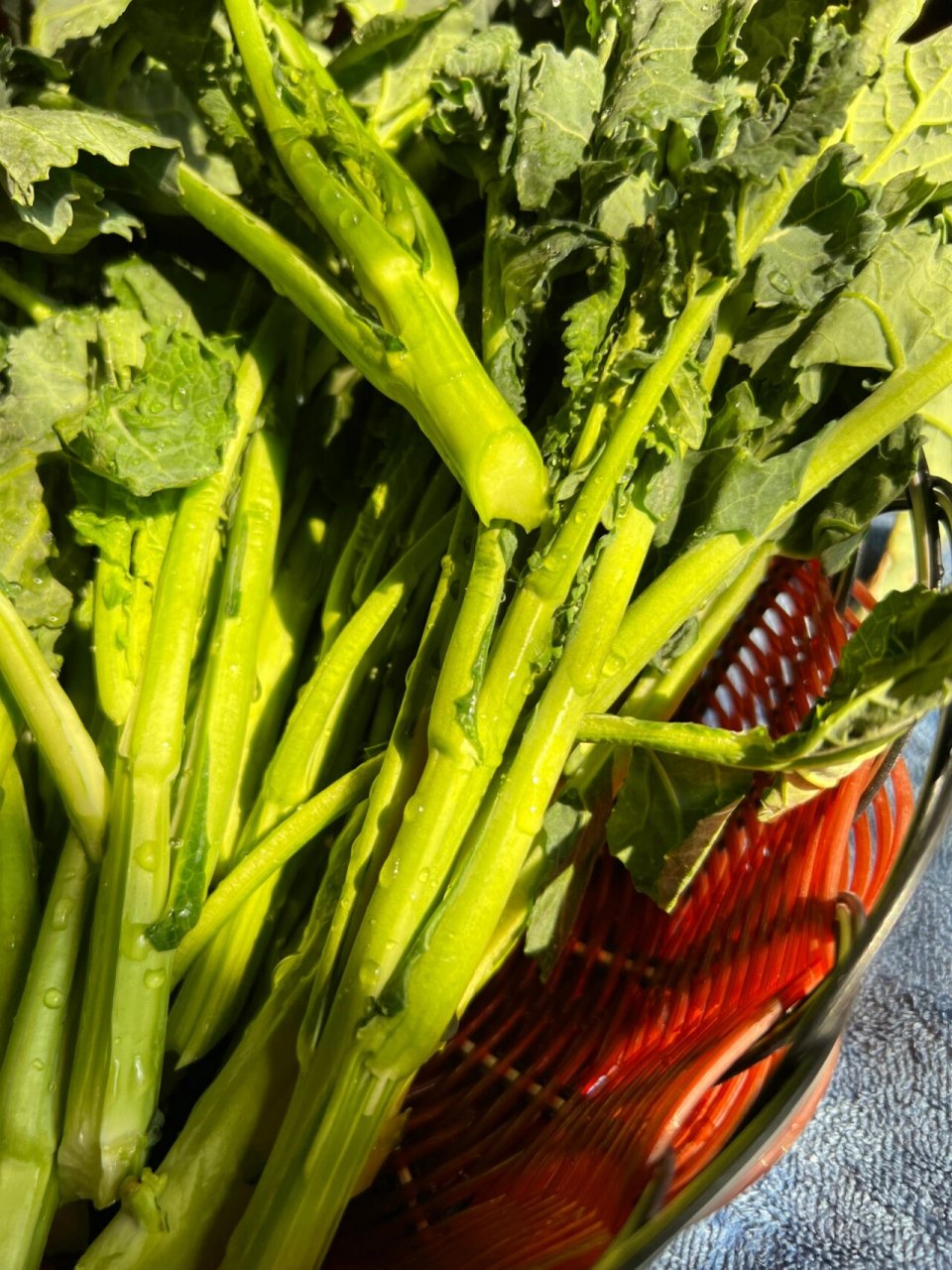 [板小青]板蓝根青菜敲好吃!