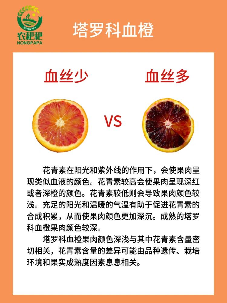 血橙的功效与作用图片