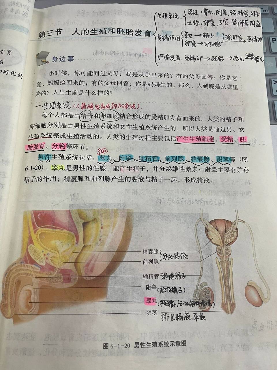 冀少版|八下生物《人的生殖和胚胎发育》
