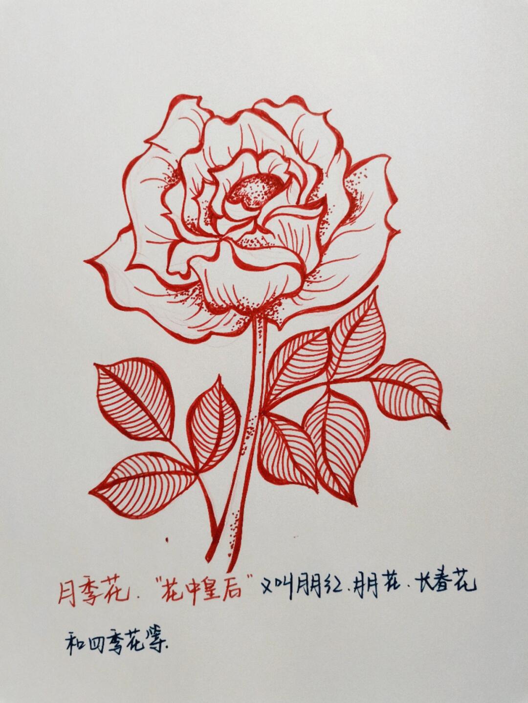 月季花绘画过程