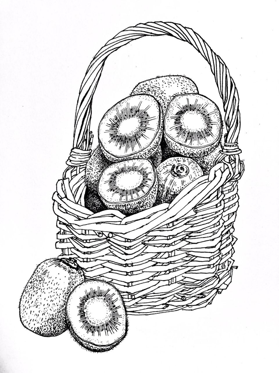 静物写生|线描猕猴桃🥝(后附过程) 素材