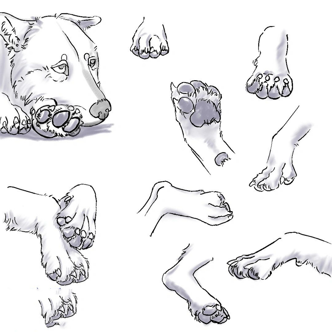 各种动物爪子简笔画图片