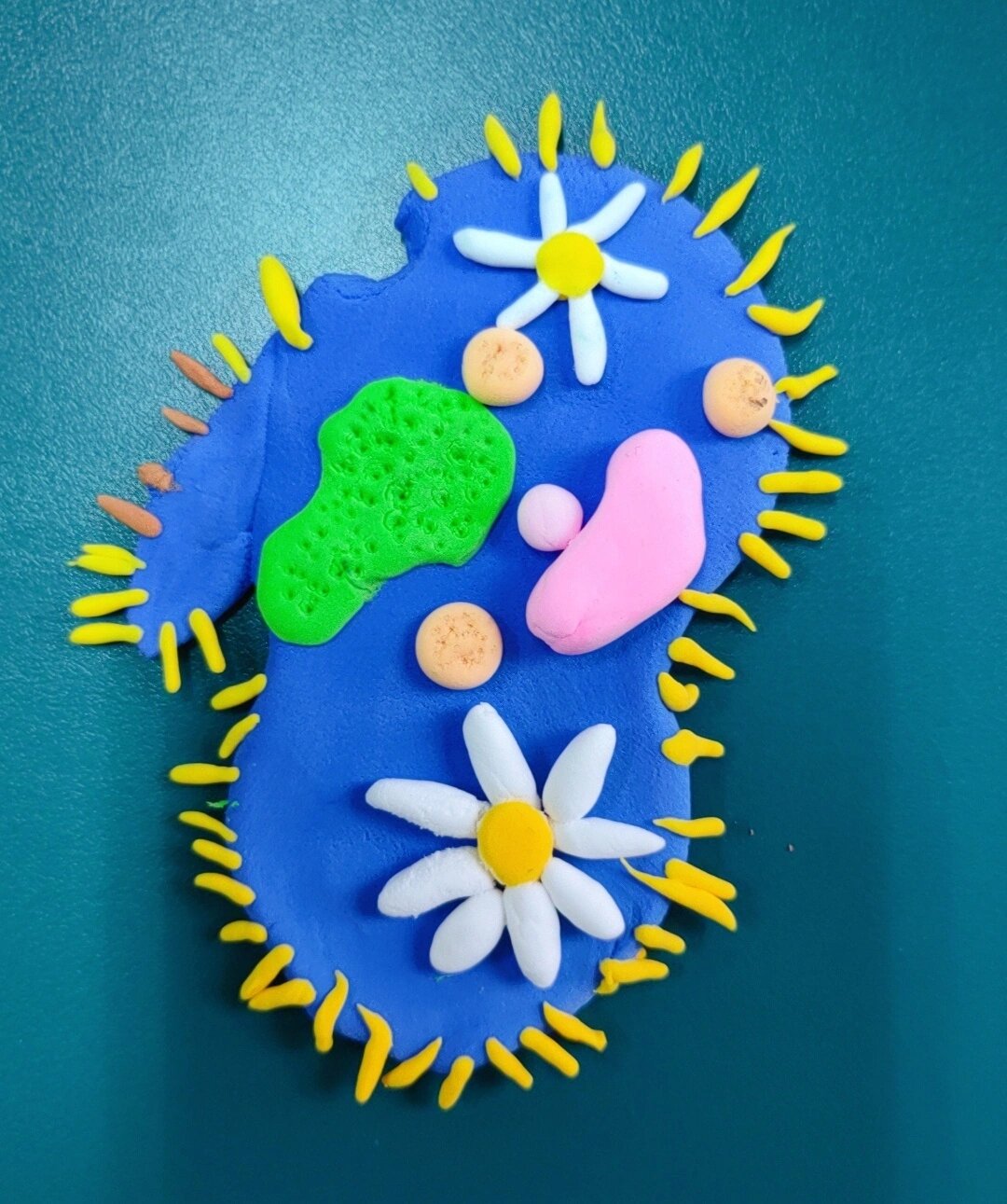 社团活动:用泡泡泥制作草履虫模型 部分学生作品展示