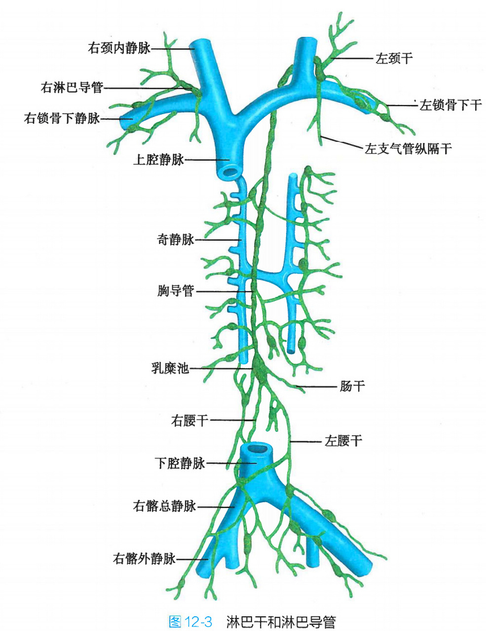 锁骨淋巴分布图片图片