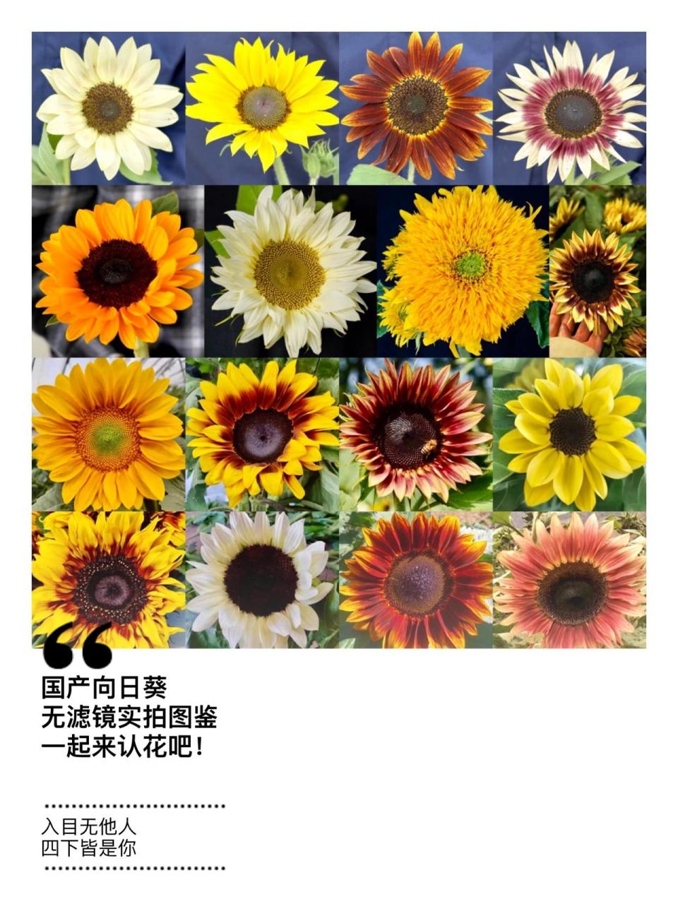 鲜切花向日葵20个品种,我不准你没见过 一个多世纪前,伟大的荷兰画家