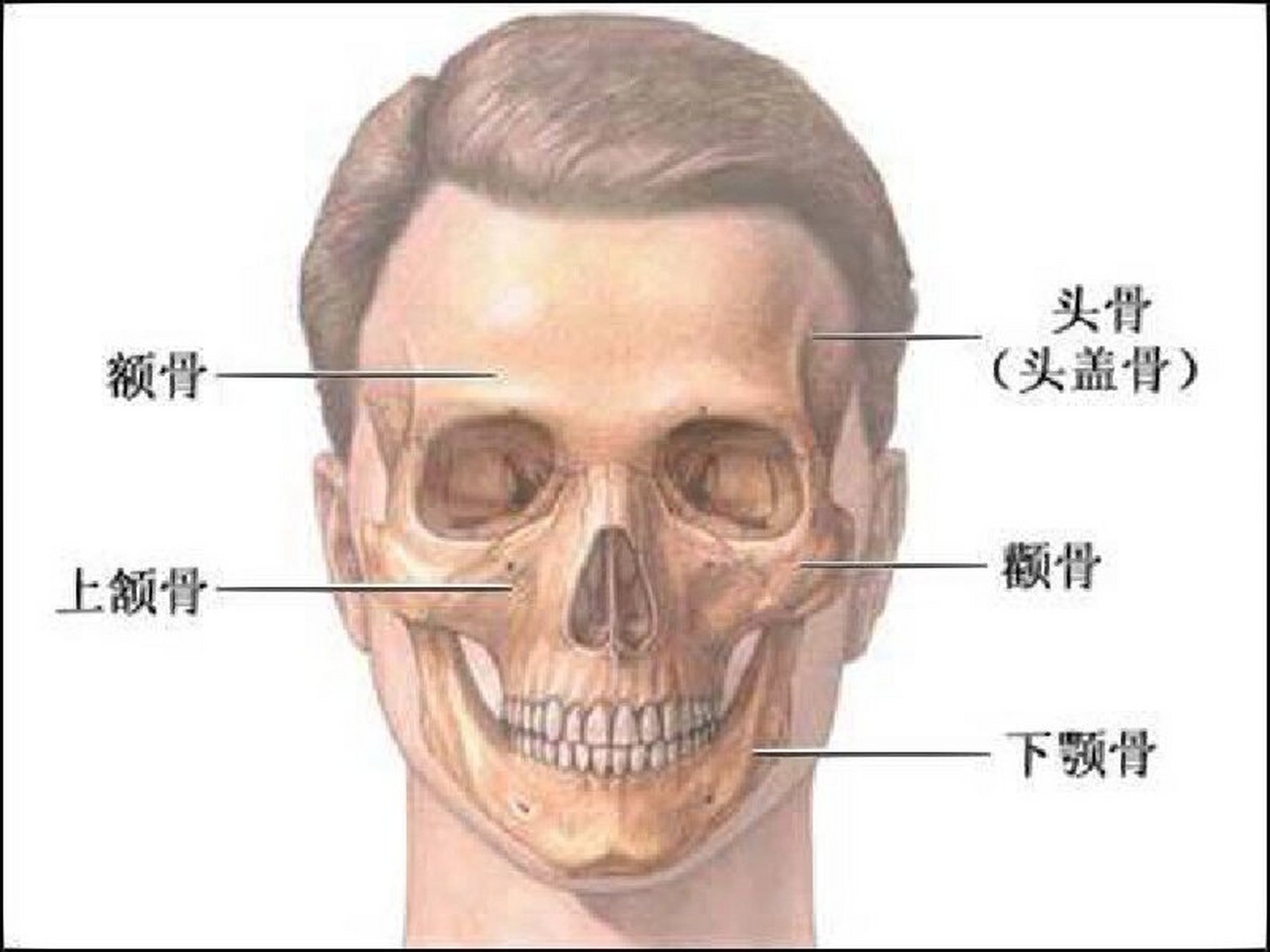 下颏与下颌图片图片