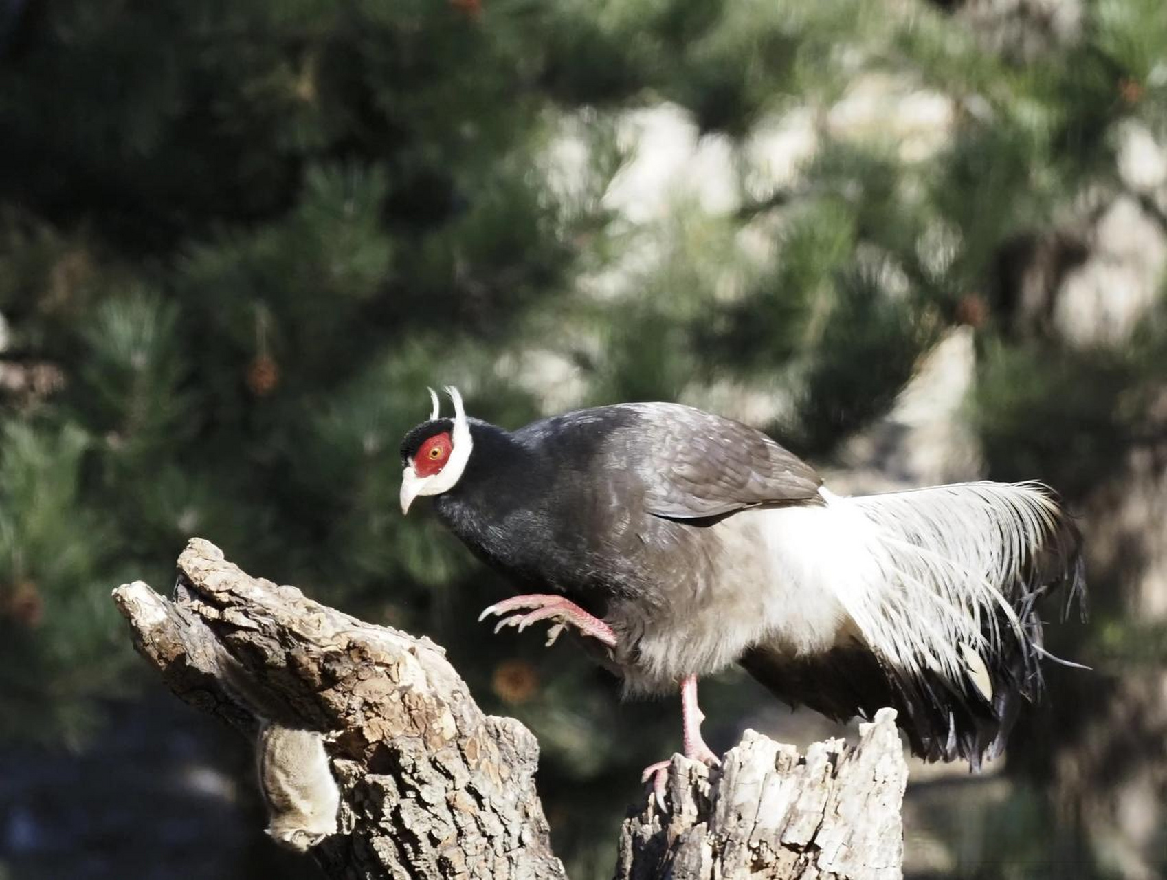 我镜头下的珍稀鸟类褐马鸡,国家一级重点保护野生动物,山西省省鸟