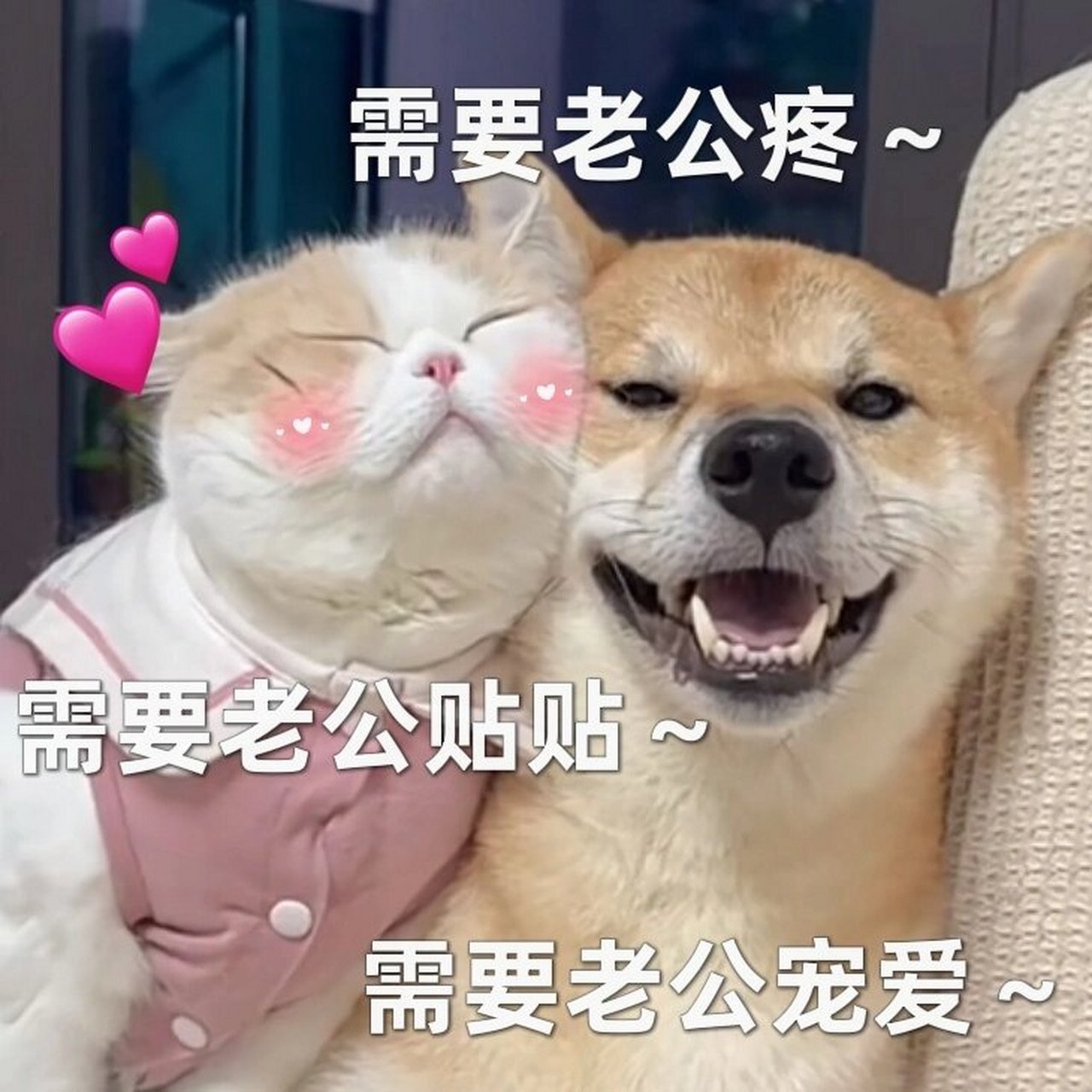 老公～老公～ 我是夫宝女 我是老公奴 可爱会撒娇 把我宠成宝 应粉宝