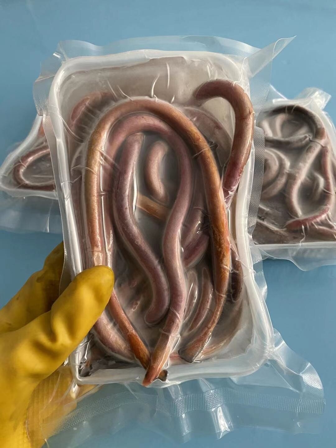 血鳗鱼肉质肥美细嫩民间又素有补血小能手之称被誉为鳗科中的