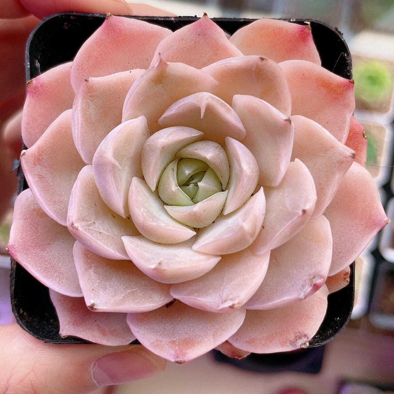 78每天认识一款多肉97—— | 颜如玉 | 颜如玉,粉嫩粉嫩的